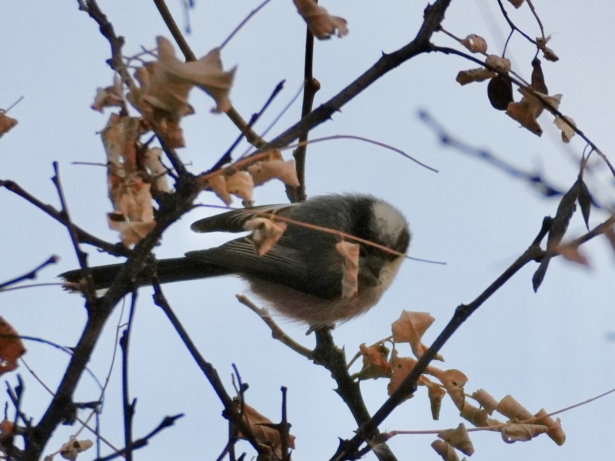Silver-throated Tit - ML614136888