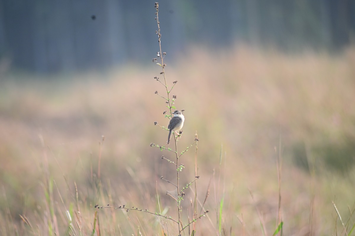 orientprinia - ML614136994