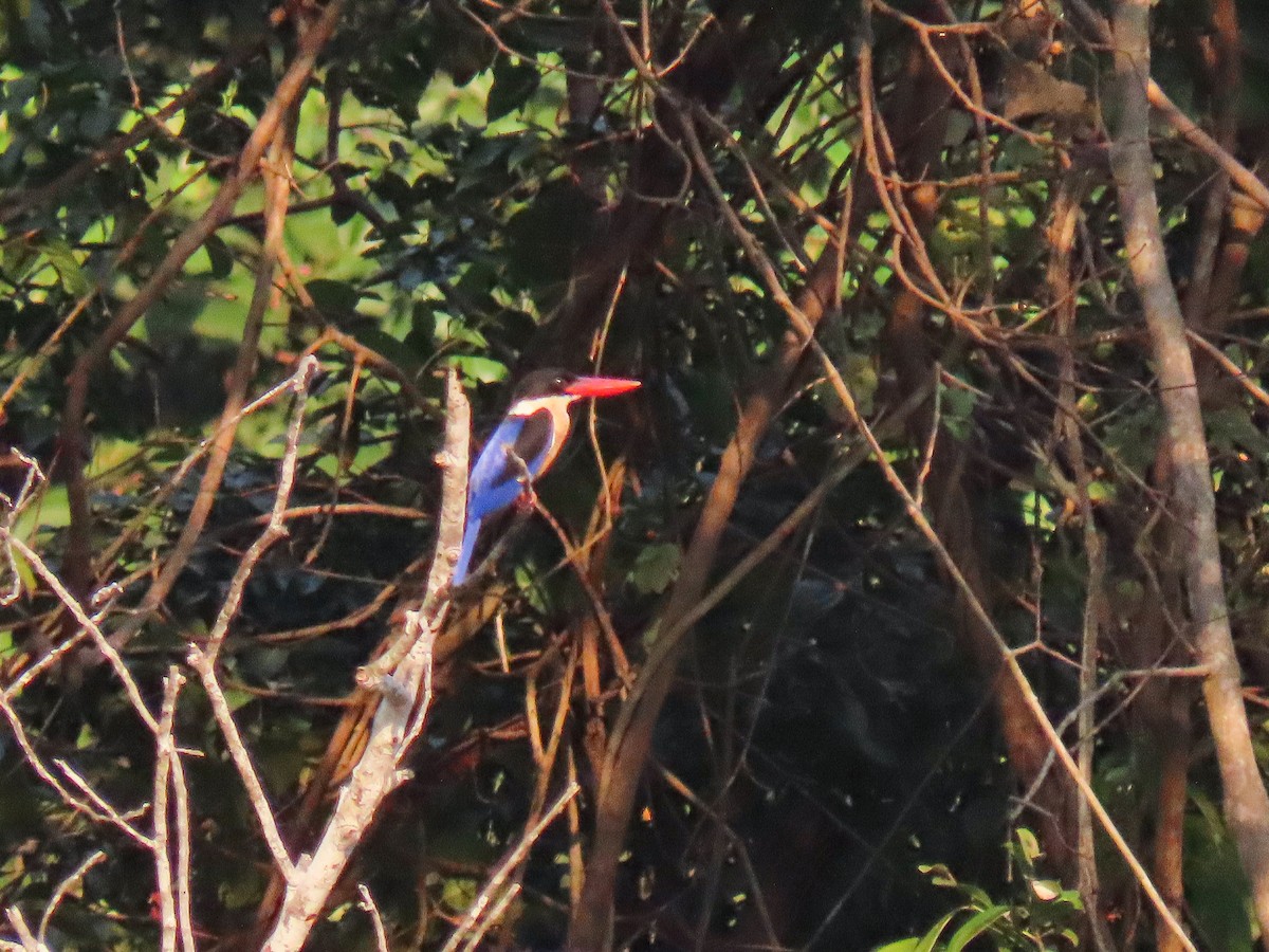 Black-capped Kingfisher - ML614137037