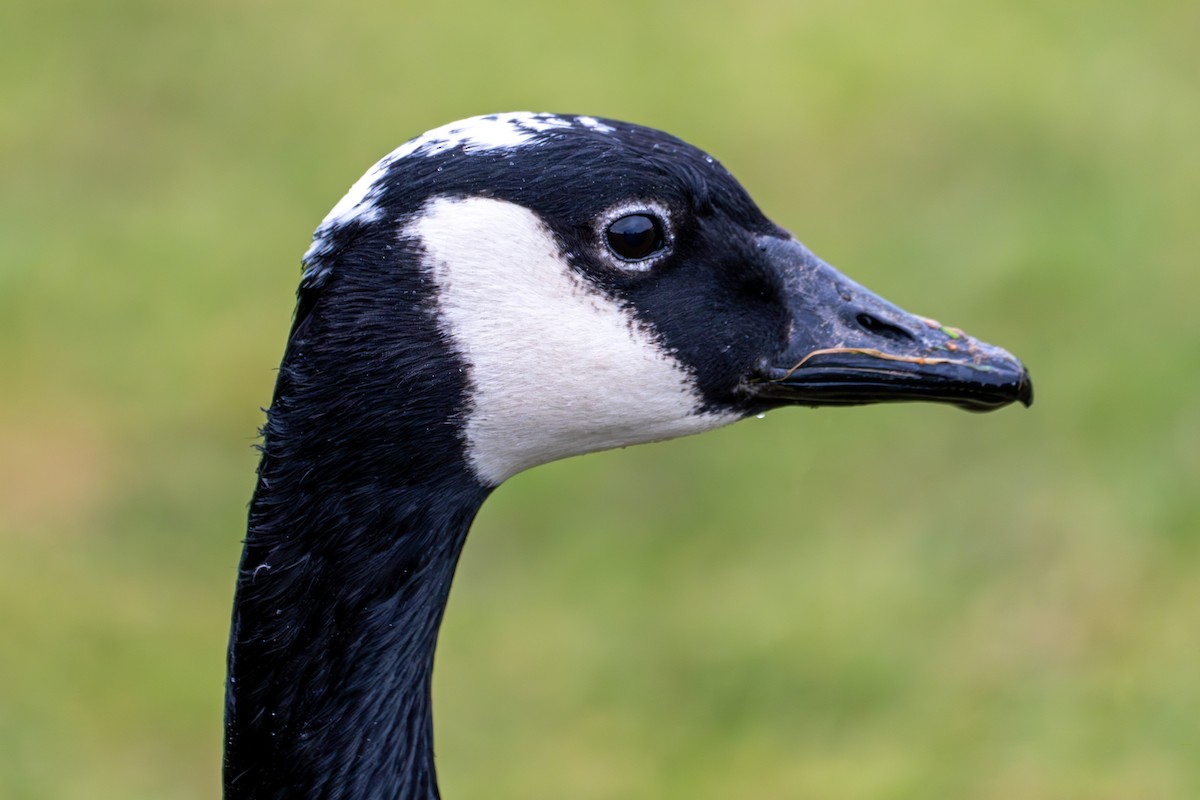 Canada Goose - ML614137109