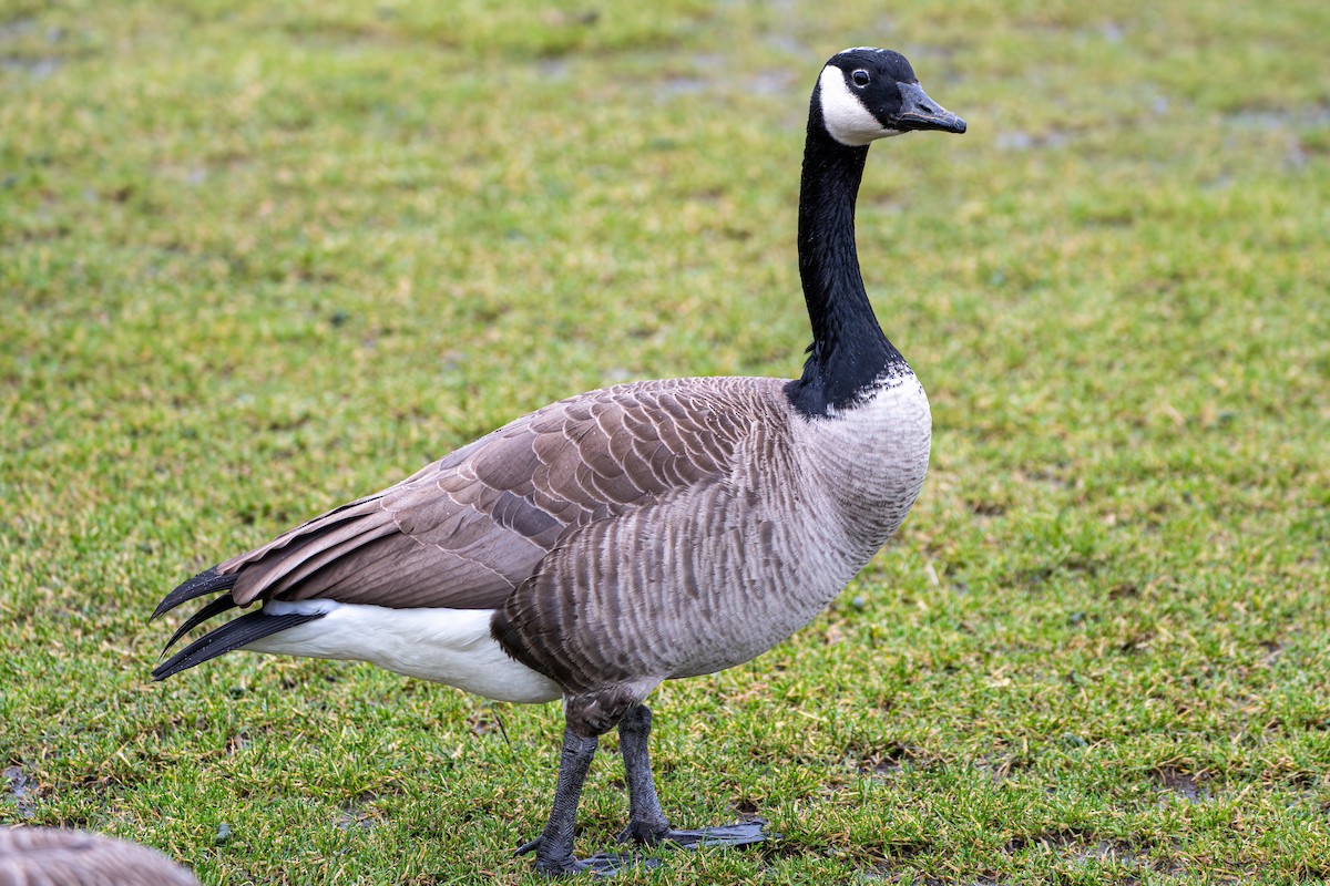 Canada Goose - ML614137127