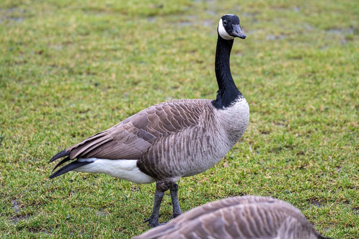 Canada Goose - ML614137128