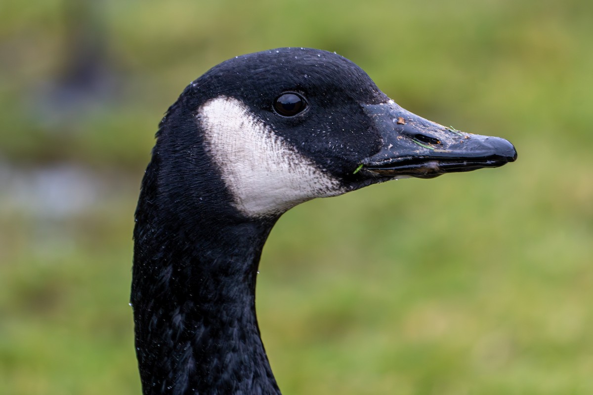 Canada Goose - ML614137133