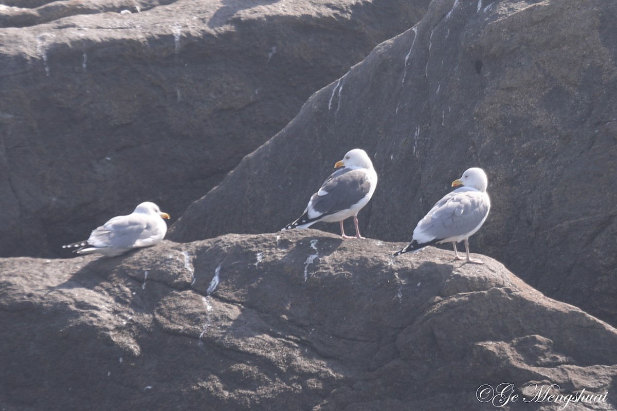 Slaty-backed Gull - ML614137167