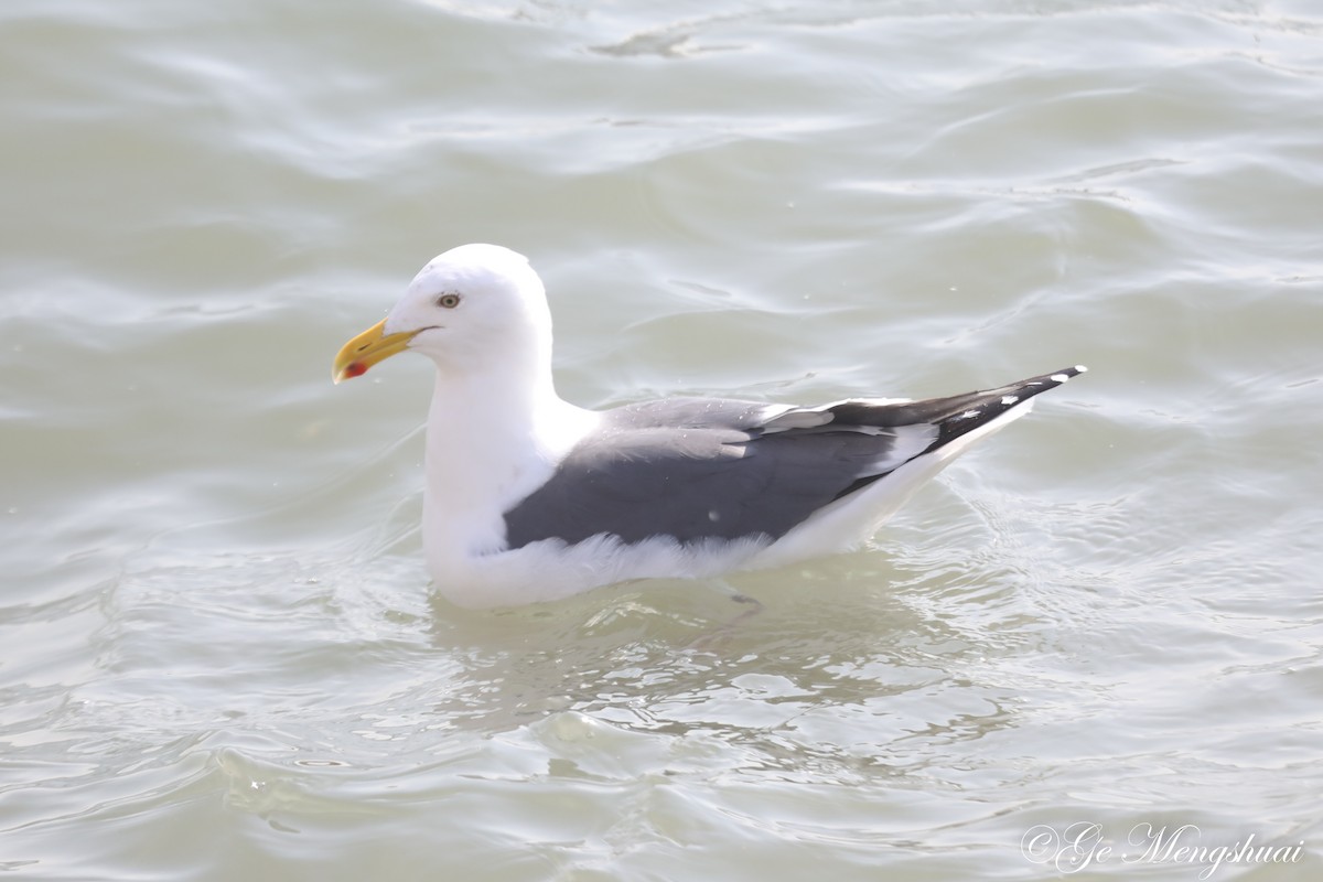 Slaty-backed Gull - ML614137169