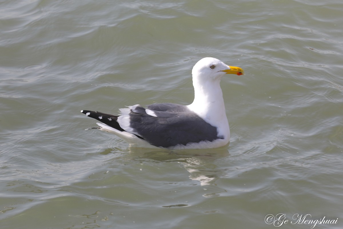 Slaty-backed Gull - ML614137173