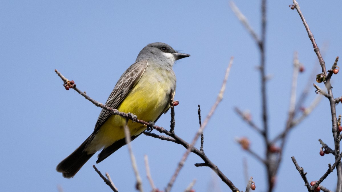 Cassin's Kingbird - ML614137280