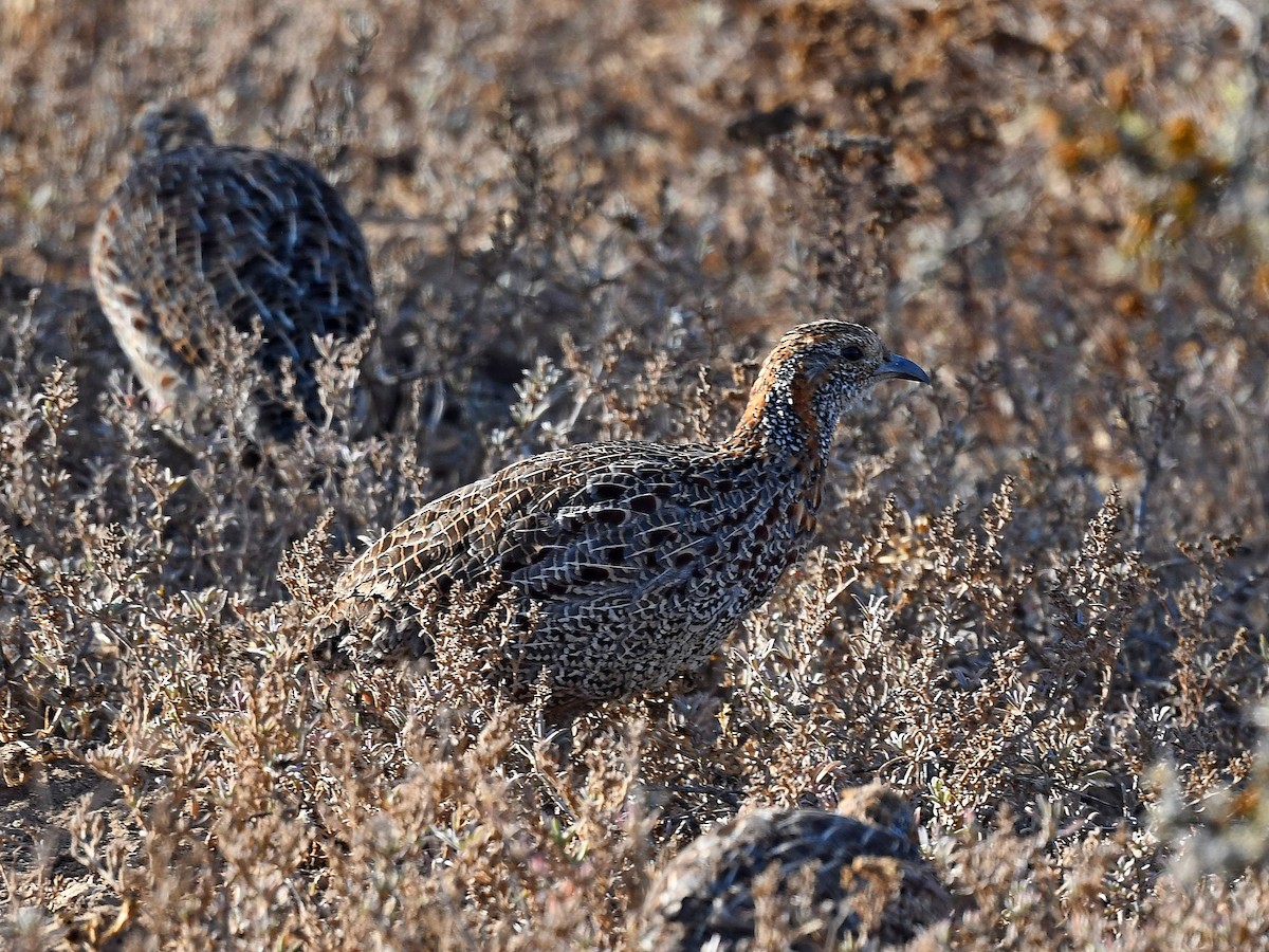Gray-winged Francolin - Alex Rogers