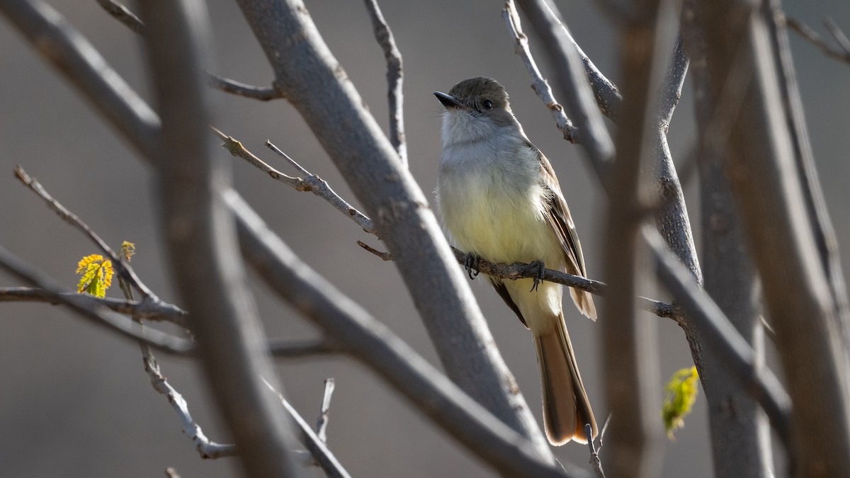 Nutting's Flycatcher - Mathurin Malby