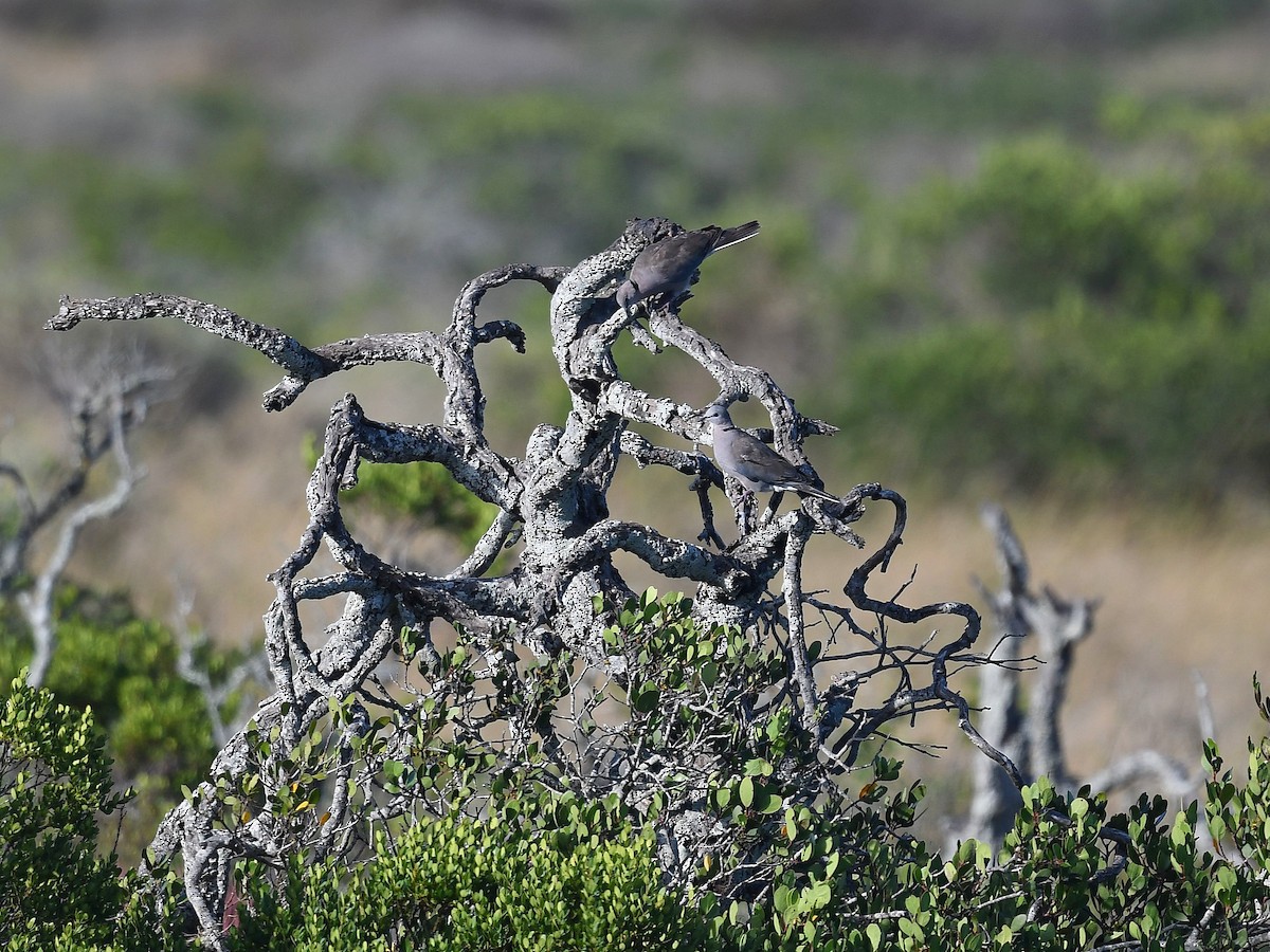 Ring-necked Dove - ML614137307