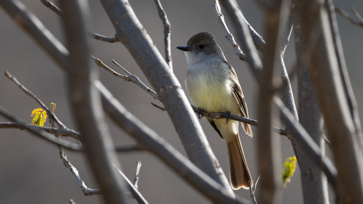 Nutting's Flycatcher - Mathurin Malby