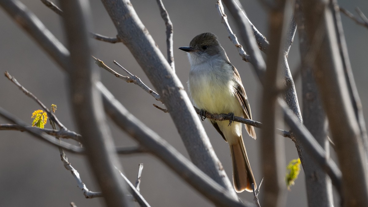 Nutting's Flycatcher - ML614137324