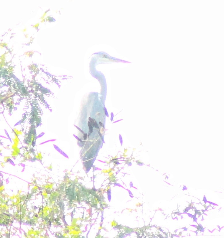 Gray Heron - ML614137355