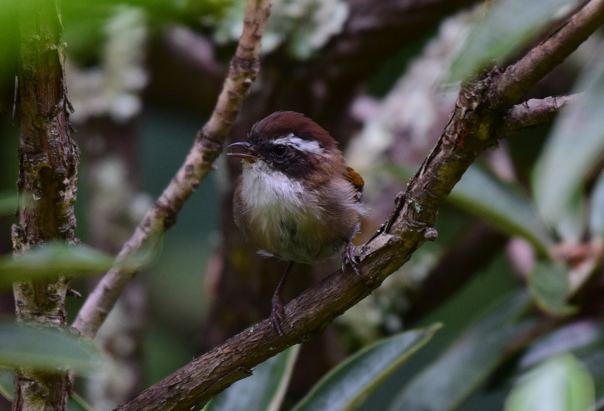 White-browed Fulvetta - ML614137474