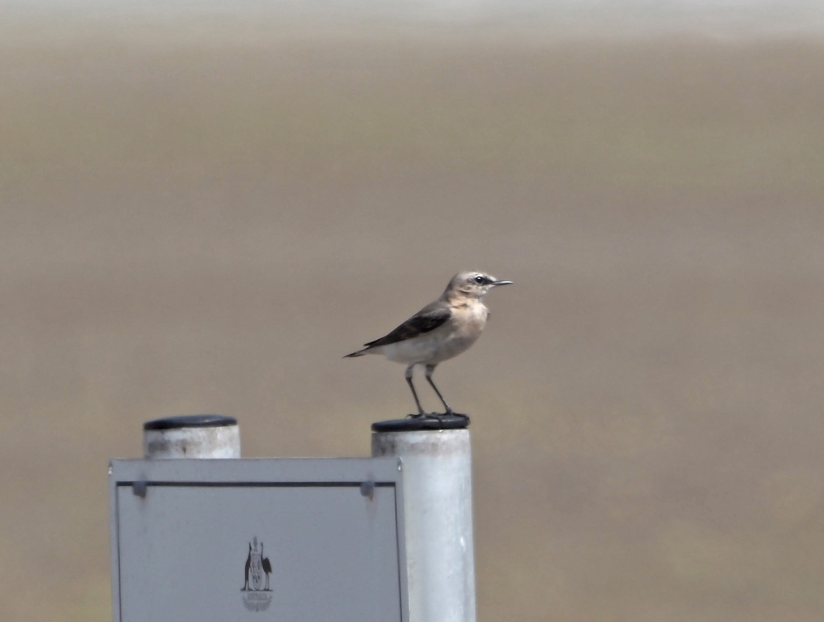 Northern Wheatear - Sue Lee