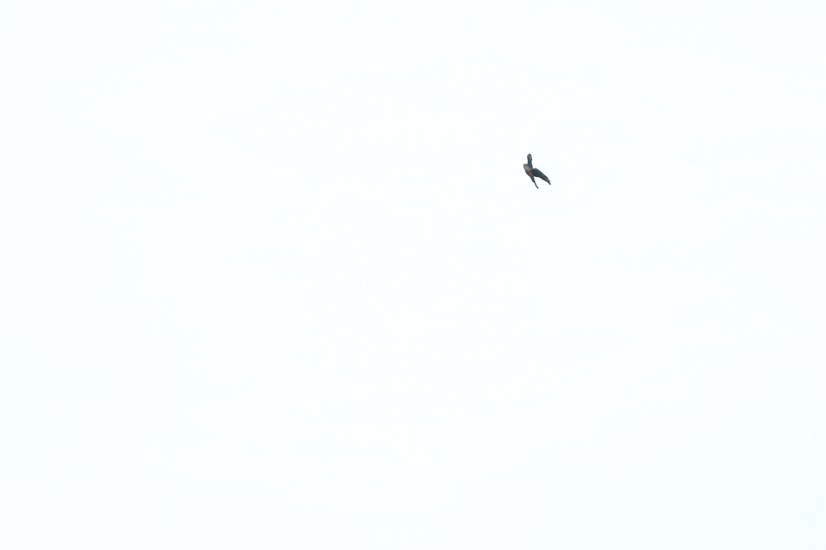 Japanese Sparrowhawk - ML614137535