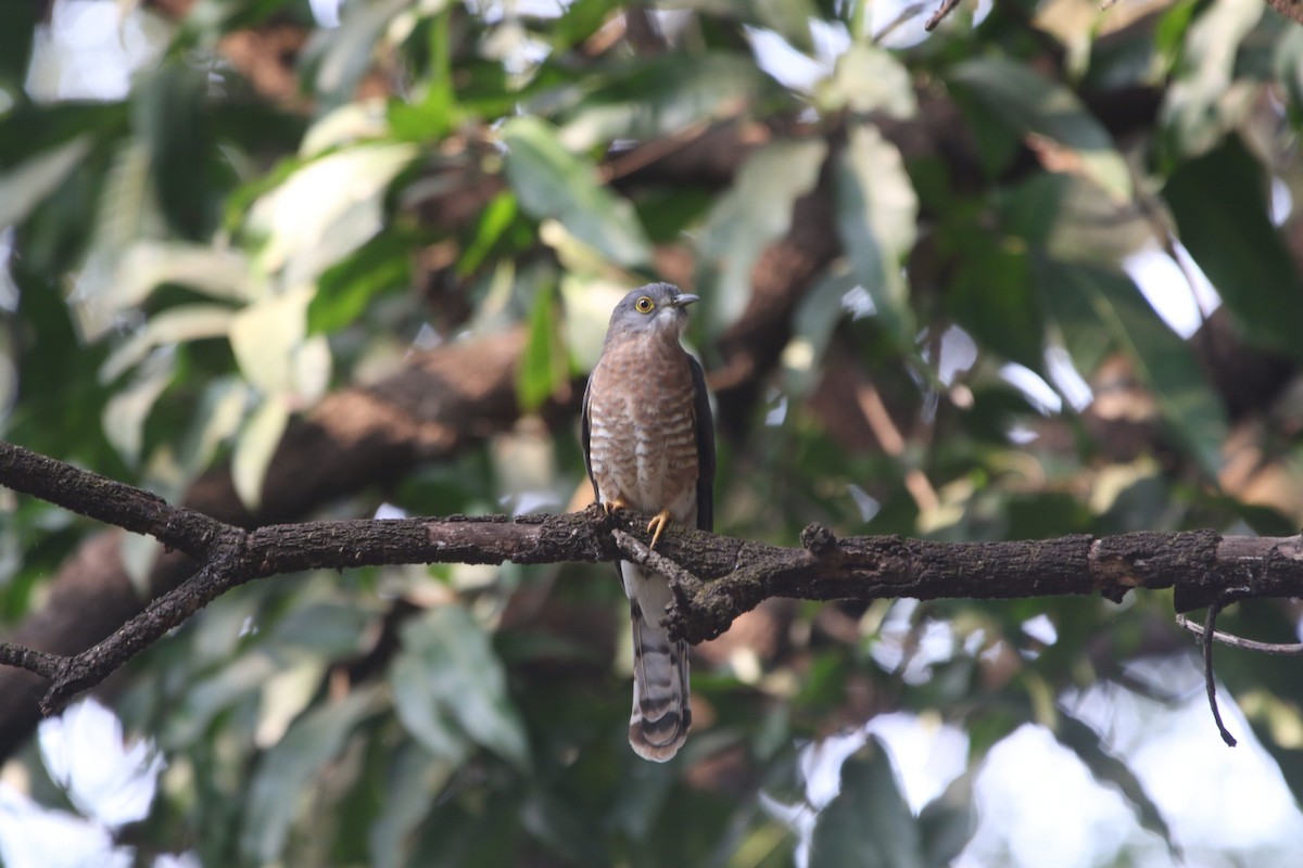 Common Hawk-Cuckoo - Sushant Jadhav