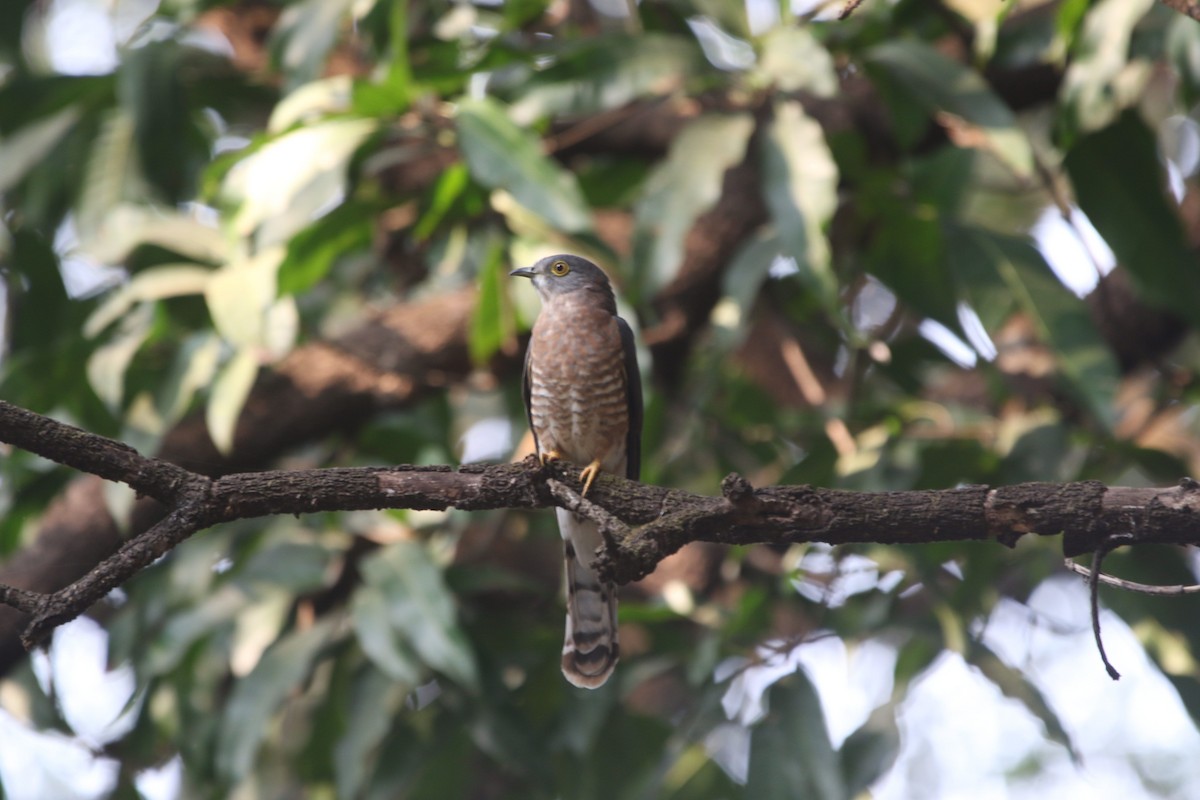 Common Hawk-Cuckoo - ML614137635