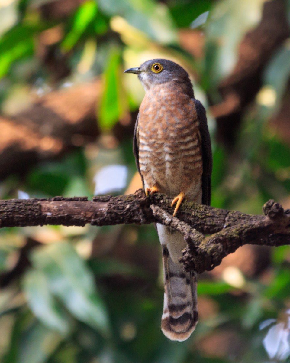 Common Hawk-Cuckoo - ML614137637