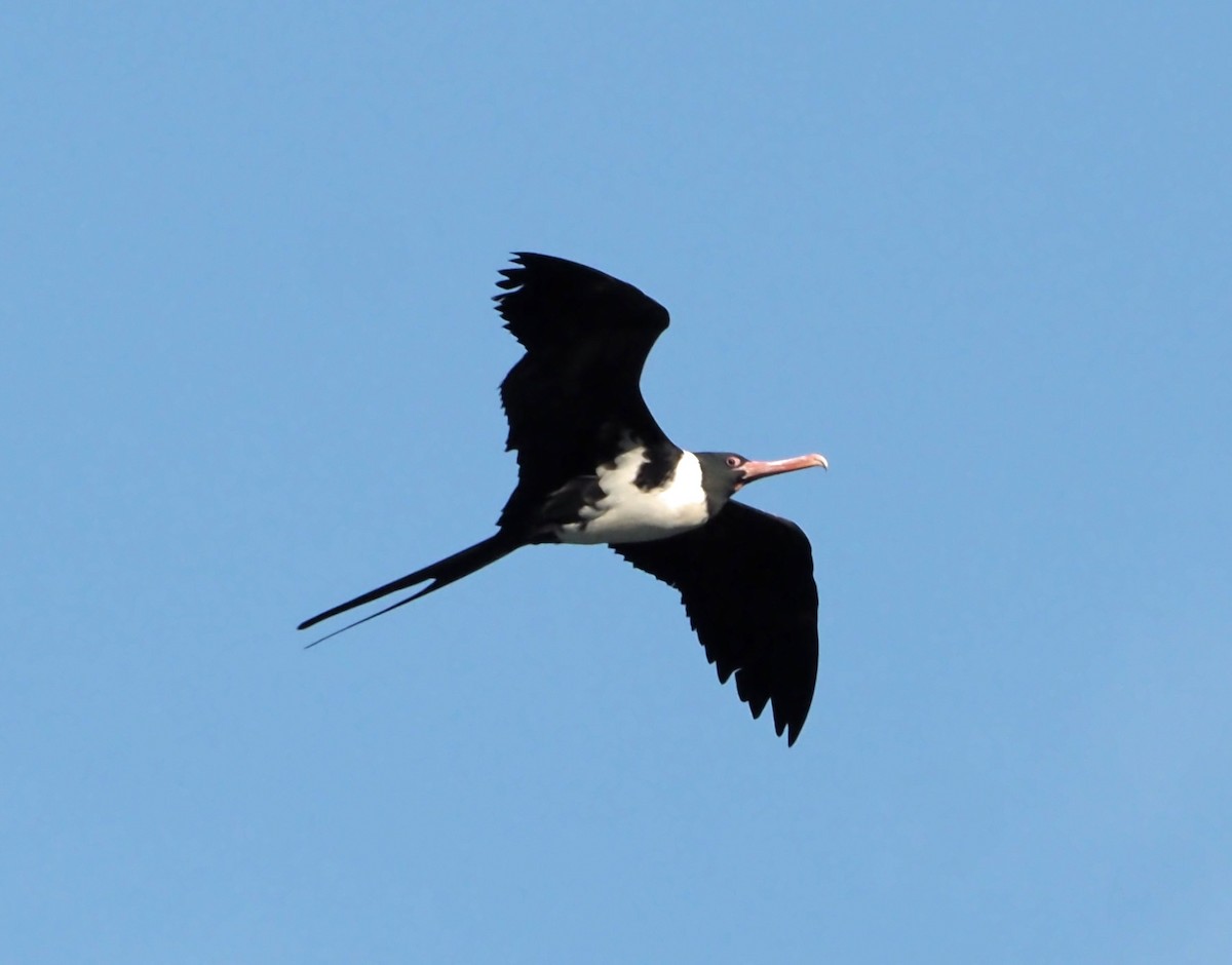 Christmas Island Frigatebird - ML614137663