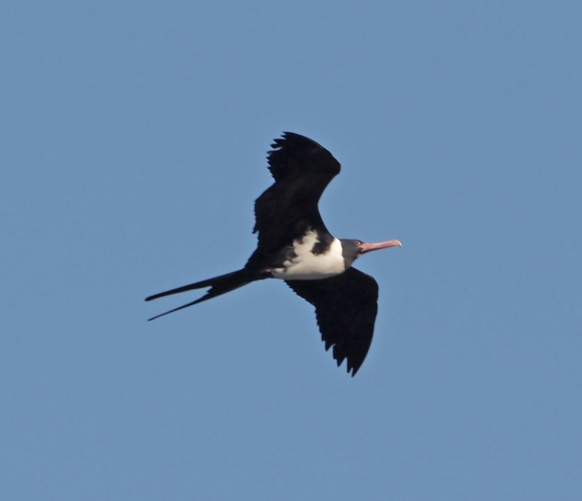 Christmas Island Frigatebird - ML614137664