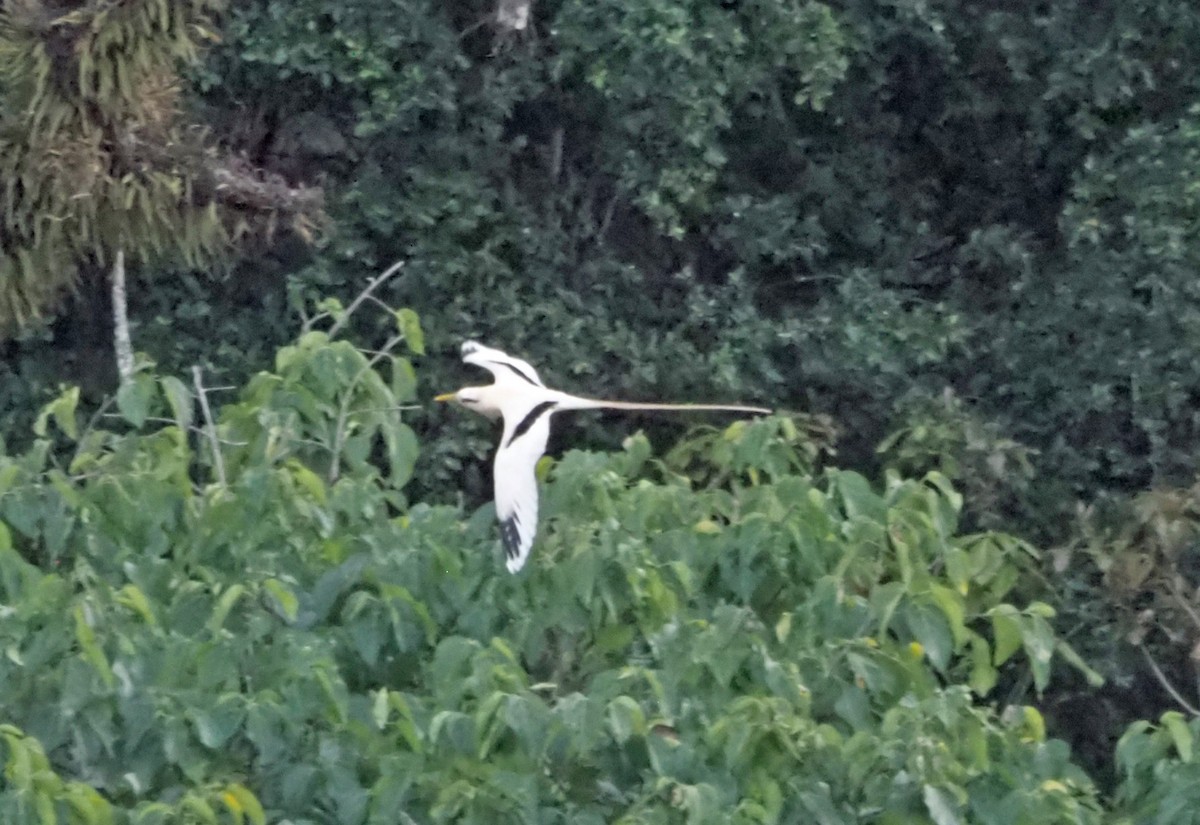 White-tailed Tropicbird (Golden) - Sue Lee