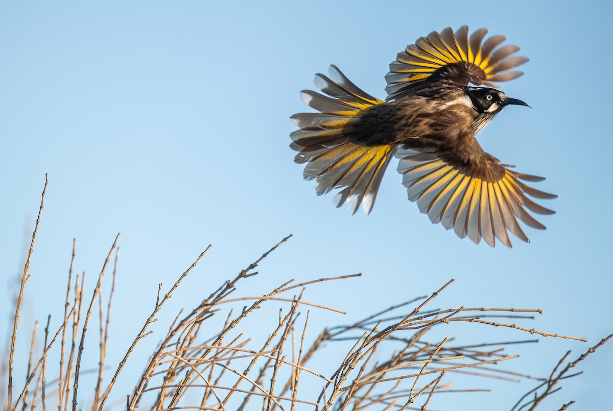 New Holland Honeyeater - ML614137746