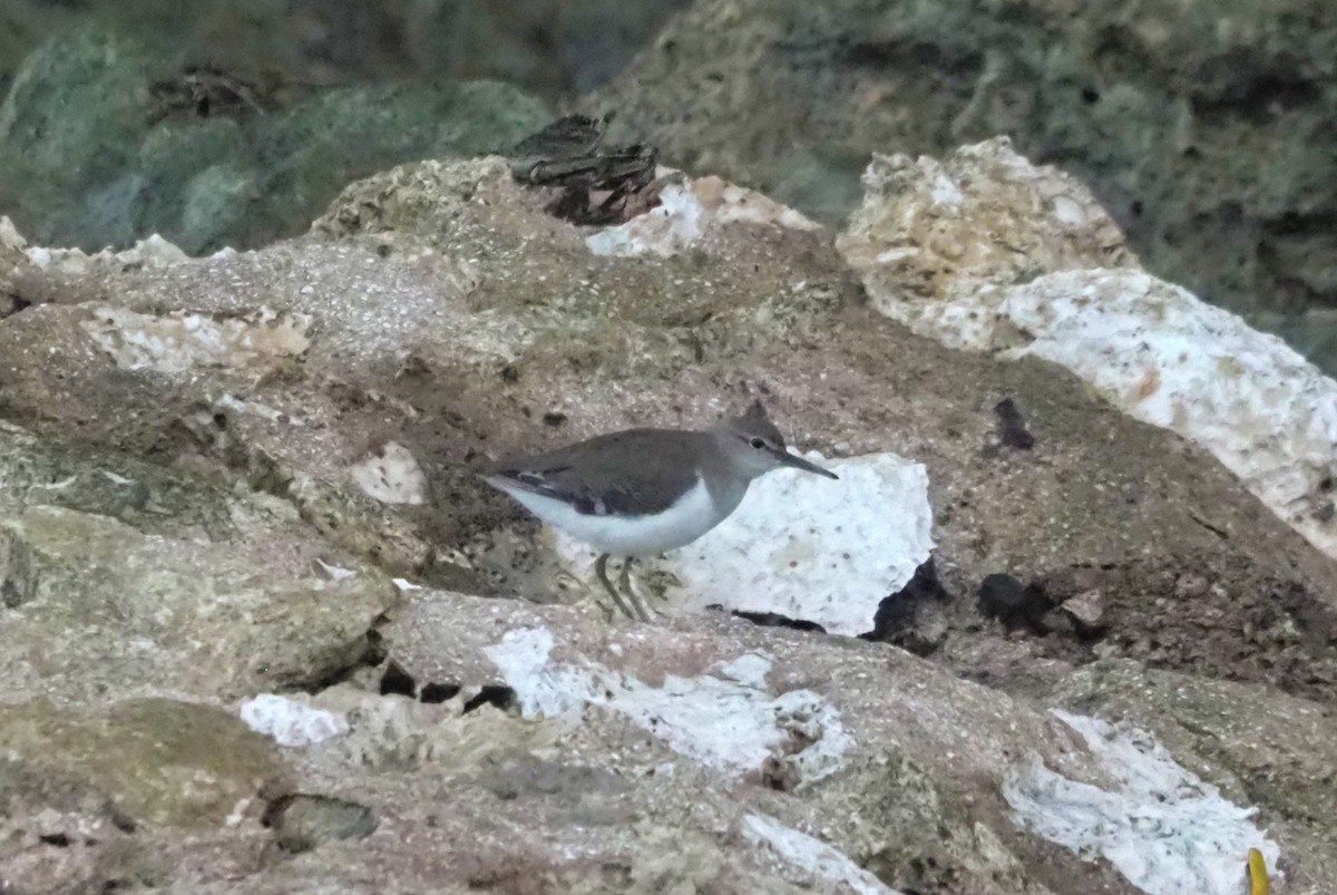 Common Sandpiper - Sue Lee