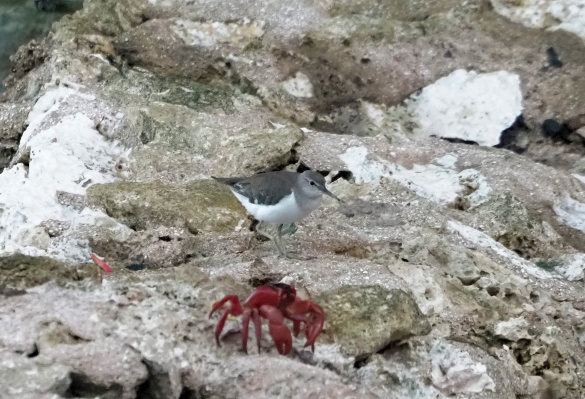 Common Sandpiper - Sue Lee