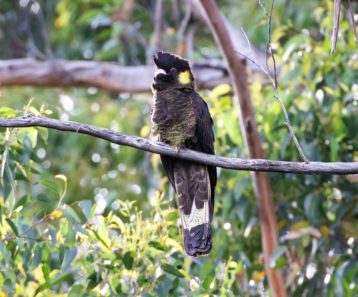 Yellow-tailed Black-Cockatoo - ML614137772