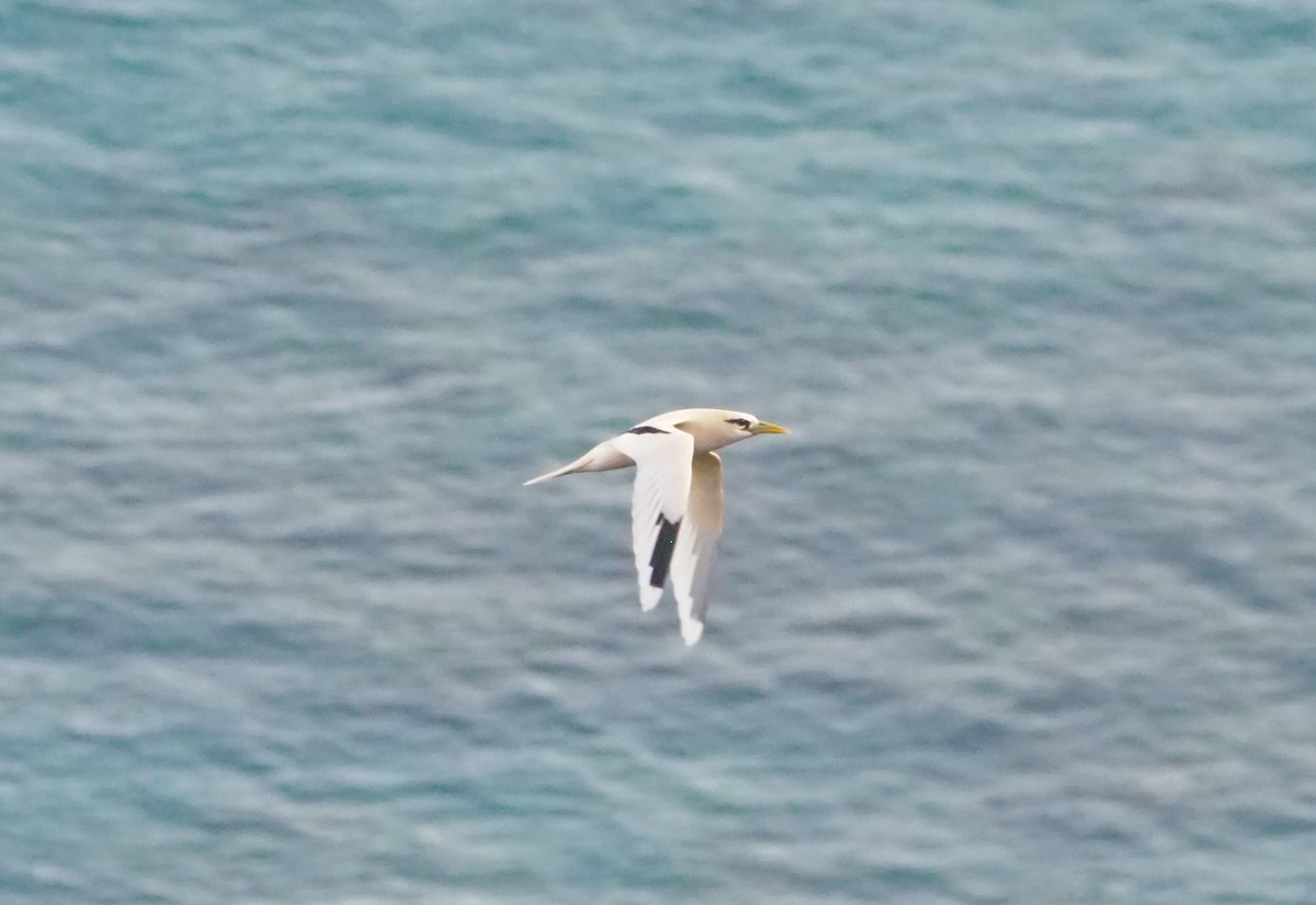 White-tailed Tropicbird (Golden) - ML614137791