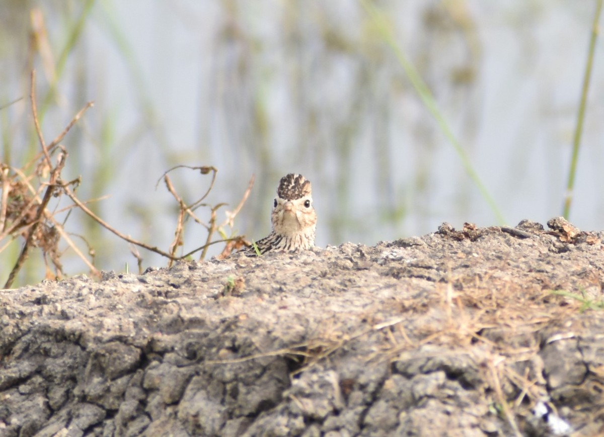 Oriental Skylark - ML614137797