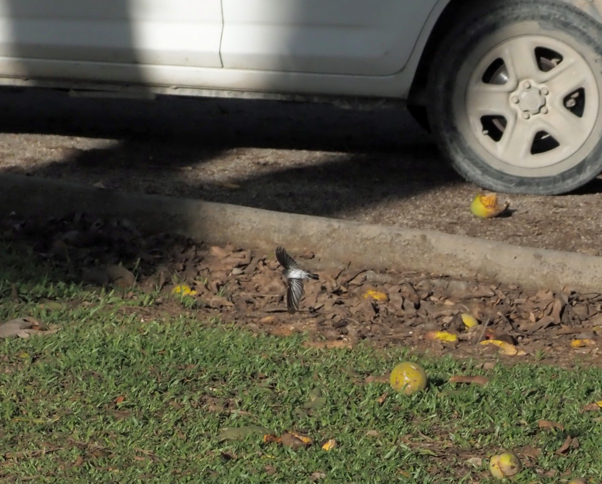 Christmas Island Swiftlet - ML614137799