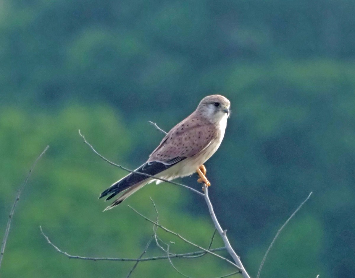 Nankeen Kestrel - ML614137836