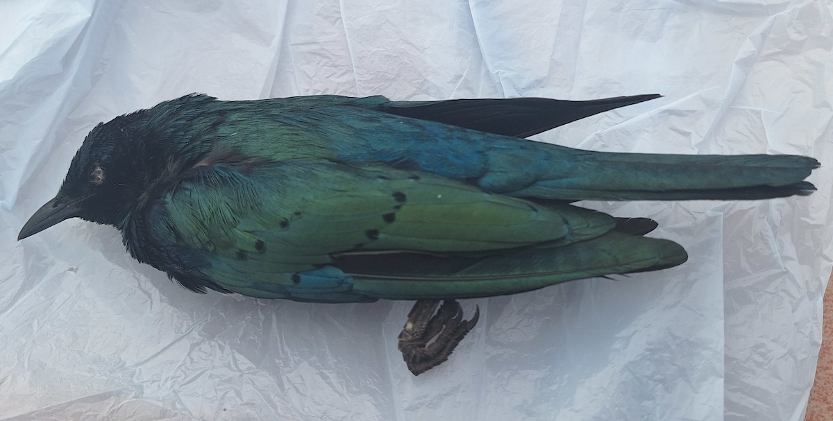 Greater Blue-eared Starling - Paul Aston