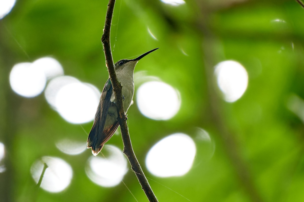White-bellied Hummingbird - ML614137850