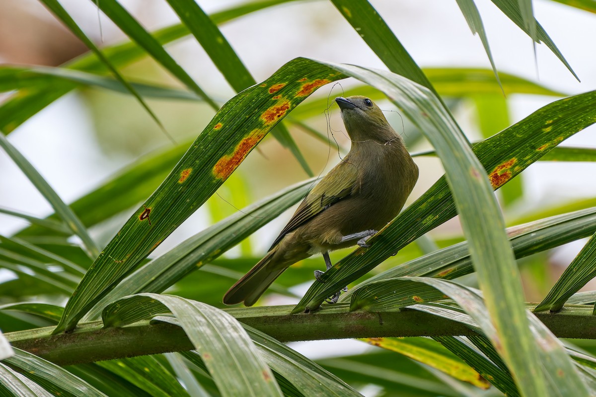 Palm Tanager - ML614137855