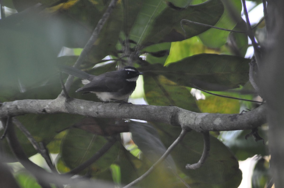 Spot-breasted Fantail - Anirudh Nayak