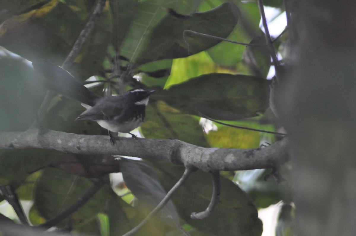 Spot-breasted Fantail - ML614137927