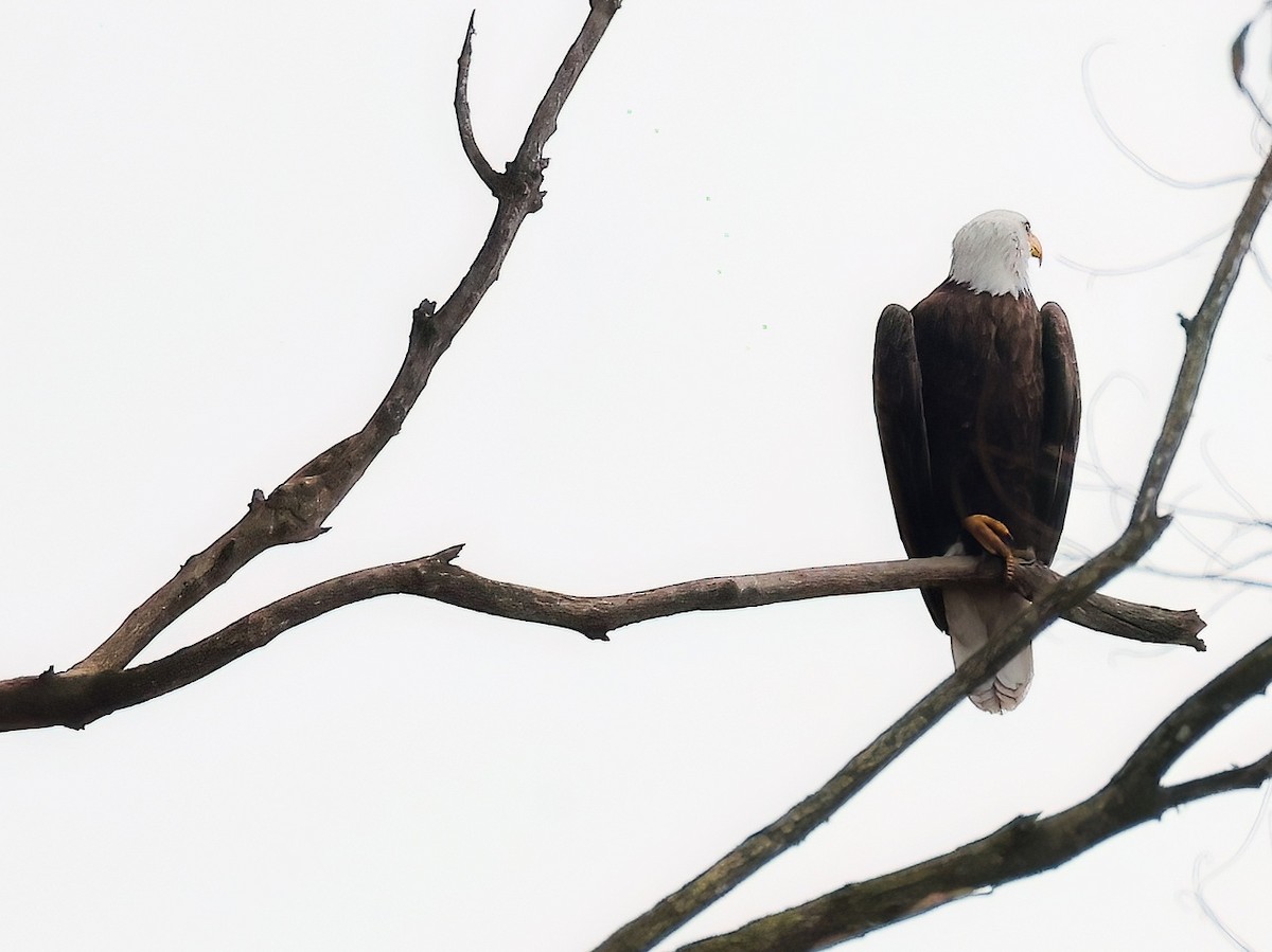 Bald Eagle - ML614138004