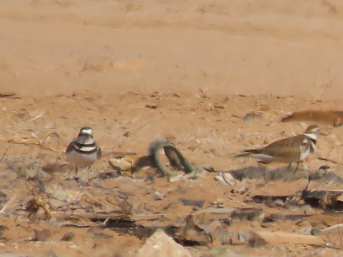 Killdeer - ML614138013