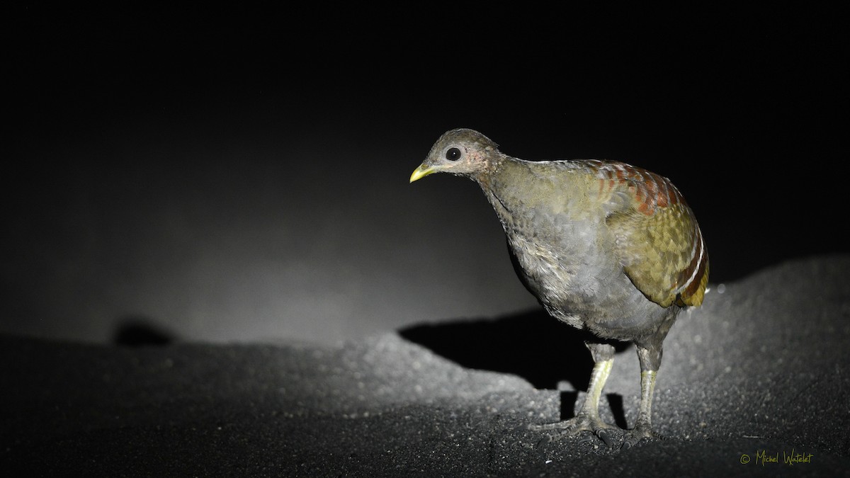 Moluccan Megapode - ML614138015