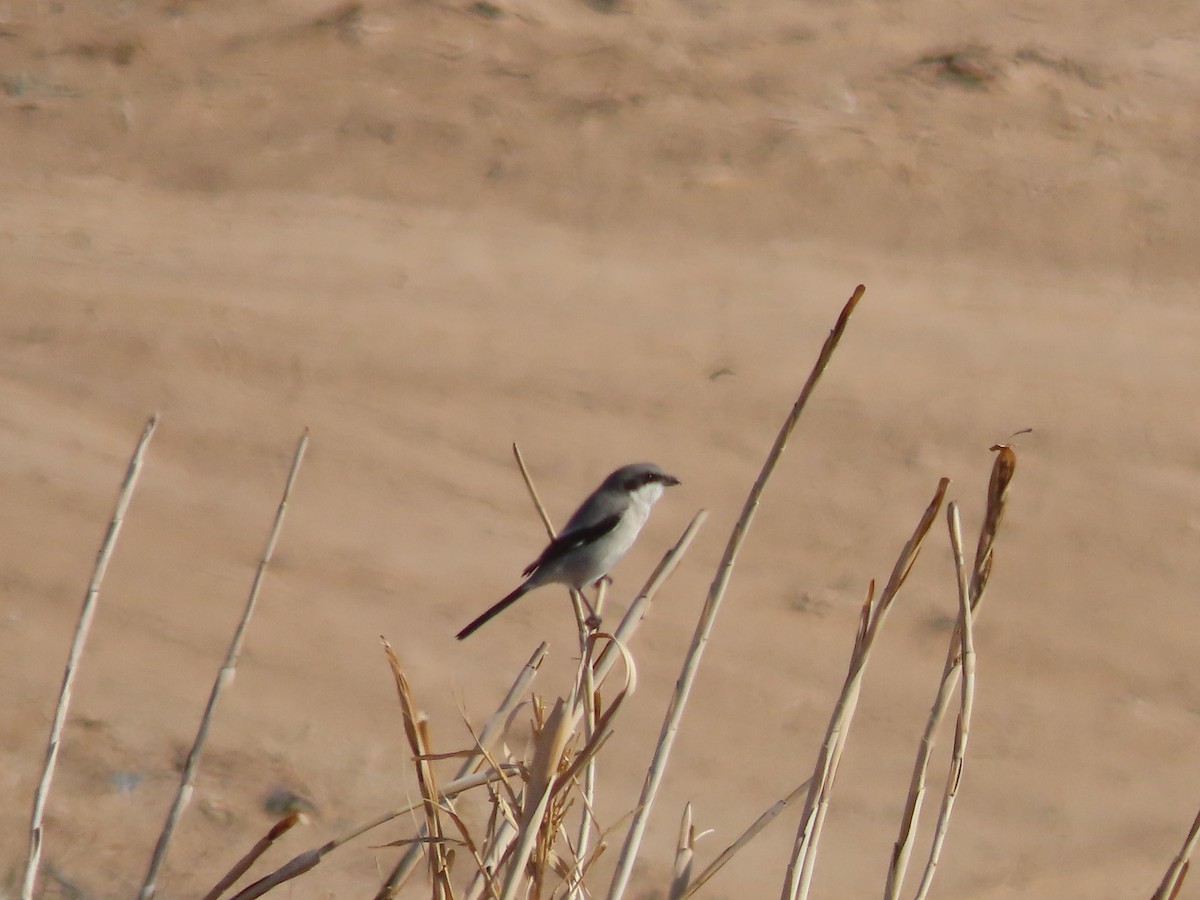 Loggerhead Shrike - ML614138022