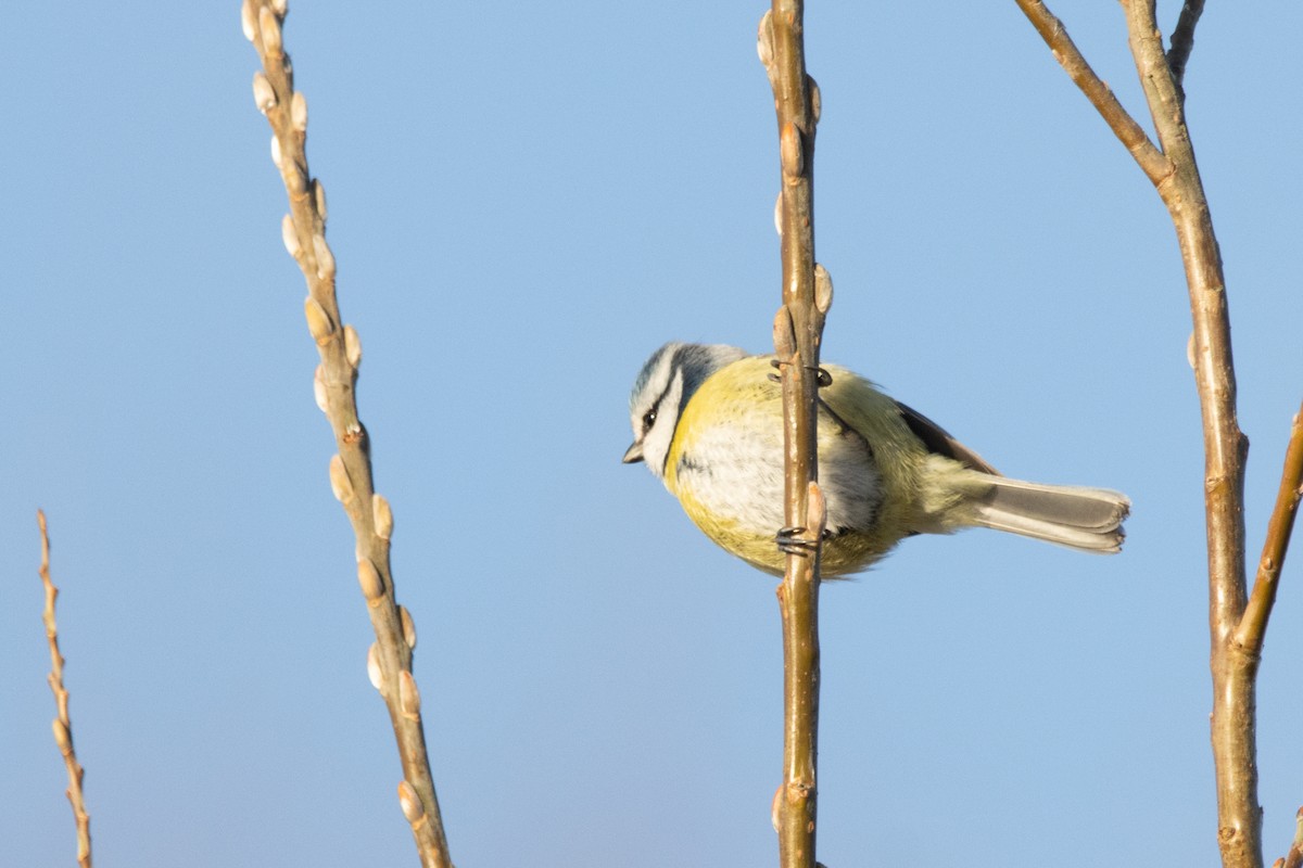 Eurasian Blue Tit - ML614138038