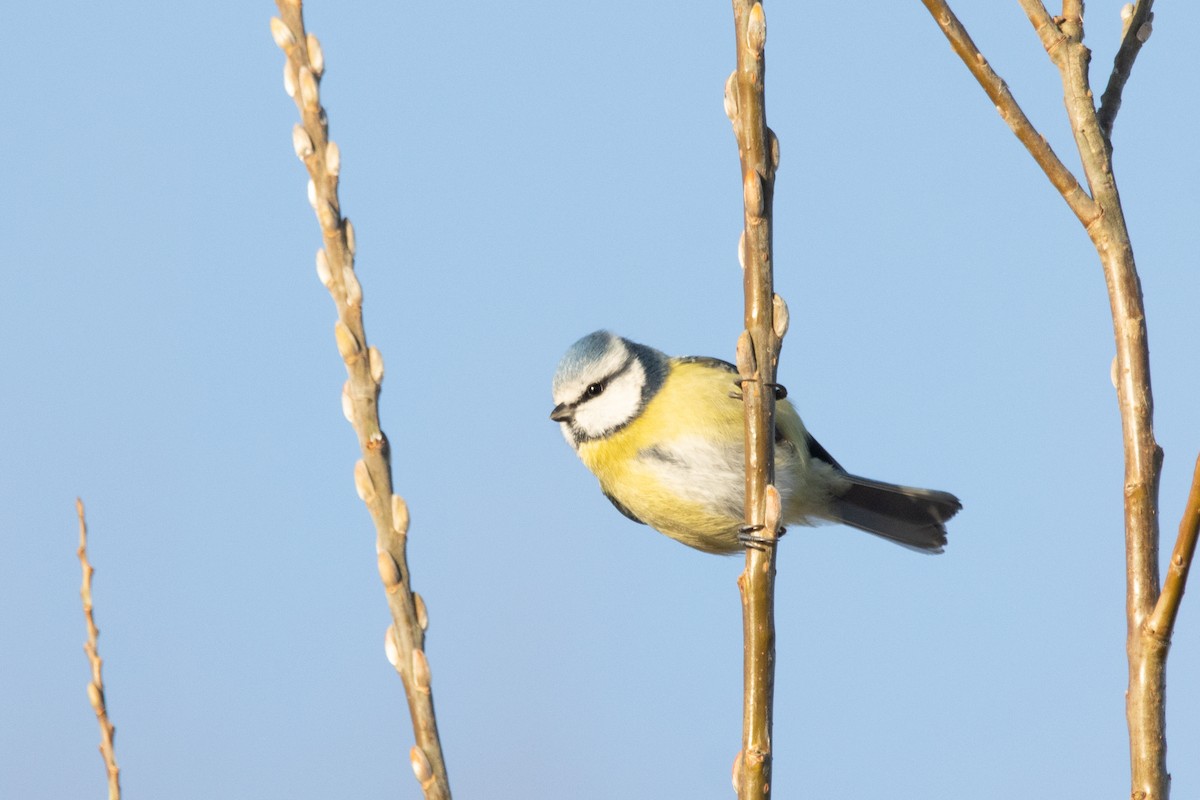 Eurasian Blue Tit - ML614138039