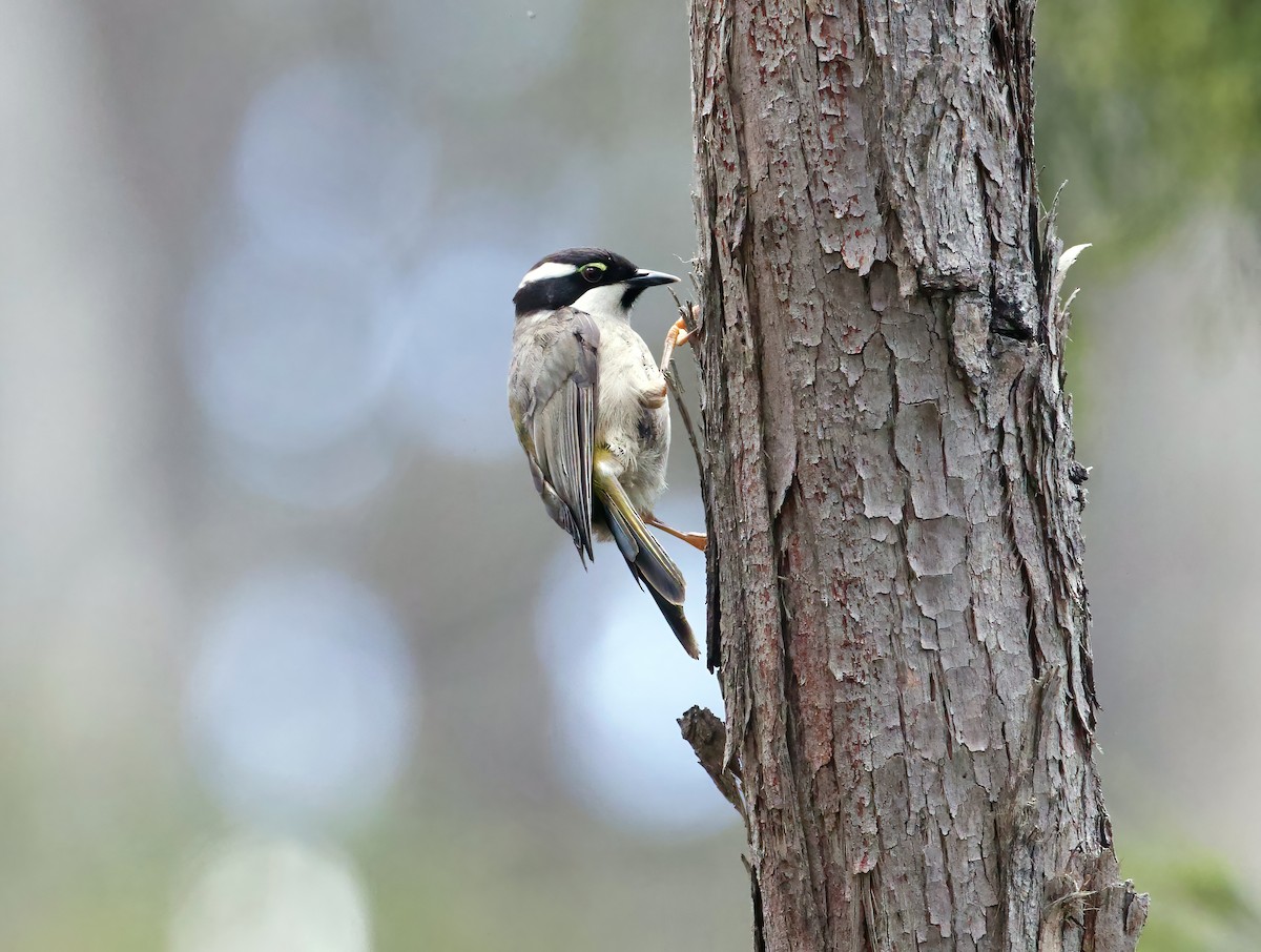 Strong-billed Honeyeater - ML614138046