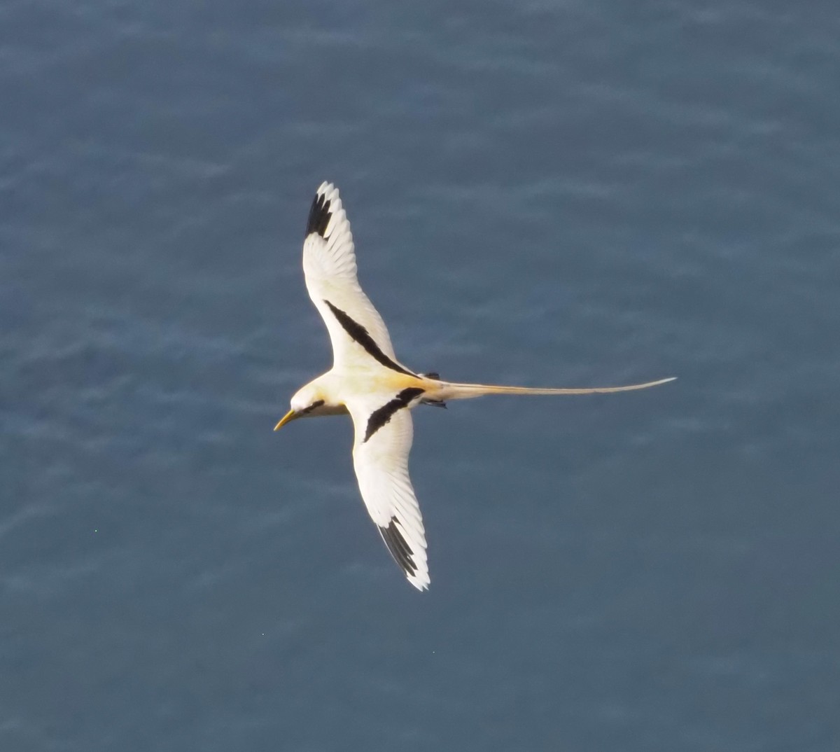 White-tailed Tropicbird (Golden) - ML614138113