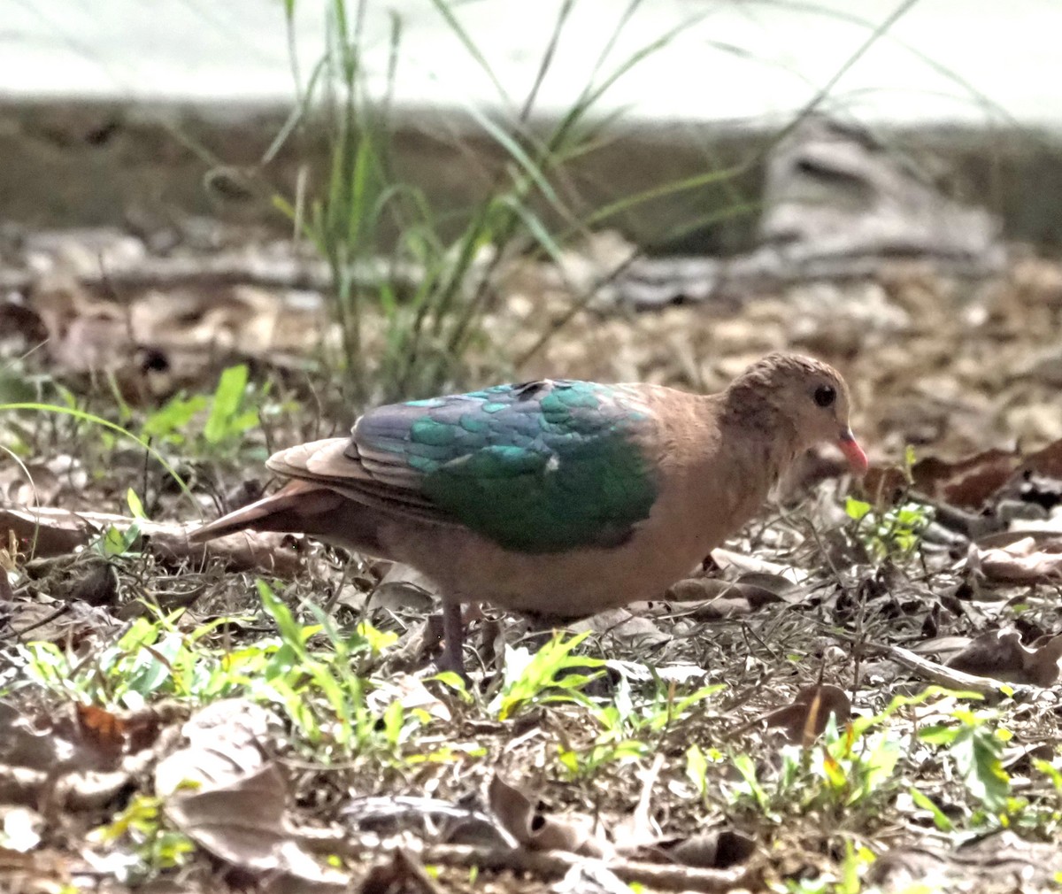 holub zelenokřídlý - ML614138125
