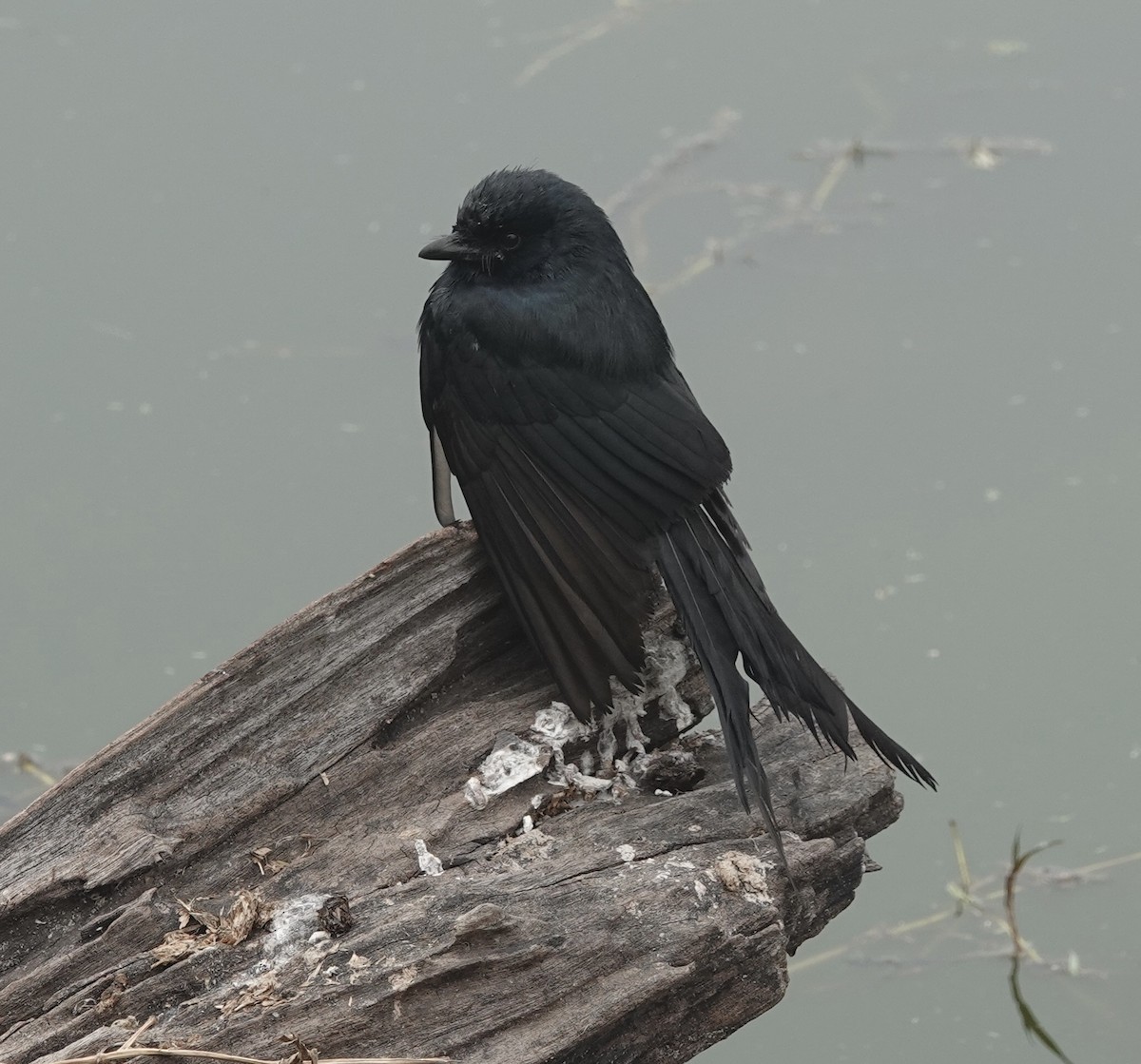 Black Drongo - ML614138129