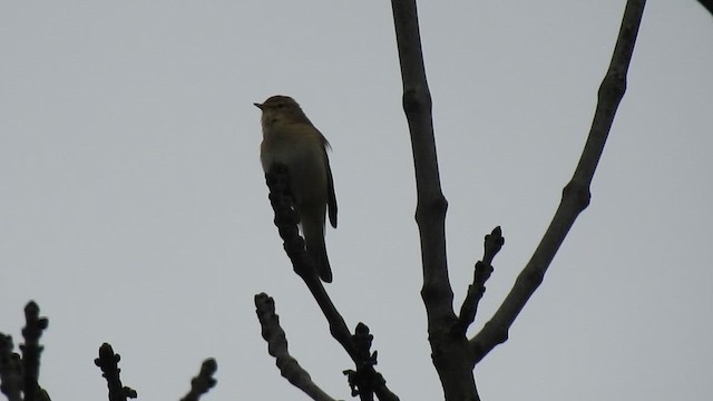 Iberian Chiffchaff - ML614138289